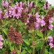 Суховершки крупноквіткові рожеві