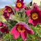 Сон-трава ‘Pinwheel Dark Red Shades’ (Pulsatilla vulgaris) — багаторічник Р9