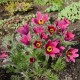 Сон-трава ‘Pinwheel Dark Red Shades’ (Pulsatilla vulgaris) — багаторічник Р9