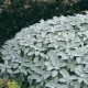 Шавлія лікарська 'Berggarten'