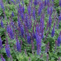 Шавлія дібровна Sensation® Medium Violet
