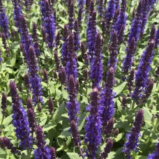 Шавлія дібровна Sensation® Medium Violet