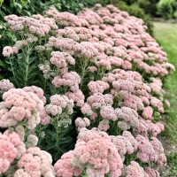 Седум видний 'Autumn Joy'