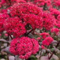 Седум видний 'Red Cauli'