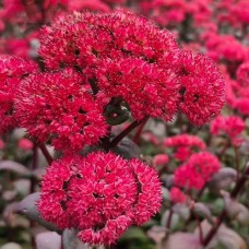 Седум видний 'Red Cauli'