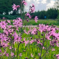 Смілка зозулін цвіт