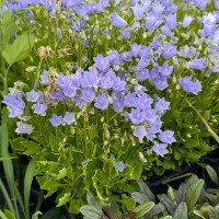 Дзвоник спіральнолистий 'Swinging Bells Blue'