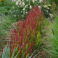 Імперата циліндрична 'Red Baron'