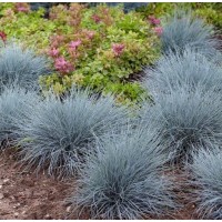 Костриця сиза 'Compacta Blue' 