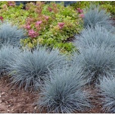Костриця сиза 'Compacta Blue' 