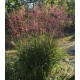 Міскантус 'Ferner Osten' — ранній сорт, до 150 см
