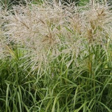 Міскантус китайський 'Golden Galaxy'