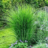Міскантус китайський 'Gracillimus'