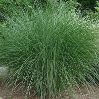 Міскантус китайський 'Gracillimus  Nana'