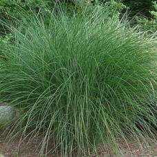 Міскантус китайський 'Gracillimus  Nana'