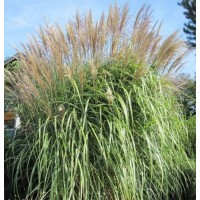 Міскантус китайський 'Grosse Fontane' 