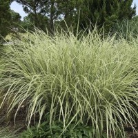 Міскантус китайський 'Variegatus'