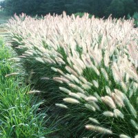 Пенісетум лисохвостовий 'Foxtrot'