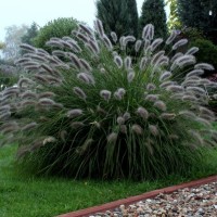 Пенісетум лисохвостовий 'Lady U'