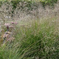 Споробол розкидистий 50+ насінин