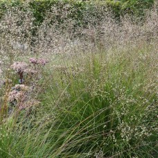 Споробол розкидистий 50+ насінин