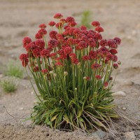 Армерія псевдоармерія "Ballerina Red"