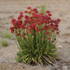 Армерія псевдоармерія "Ballerina Red"