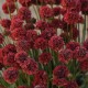 Армерія псевдоармерія "Ballerina Red"