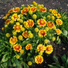Гайлардія великоквіткова Arizona "Apricot"