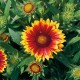 Гайлардія великоквіткова Arizona "Sun"