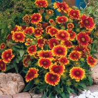 Гайлардія великоквіткова Arizona "Sun"