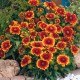 Гайлардія великоквіткова Arizona "Sun"
