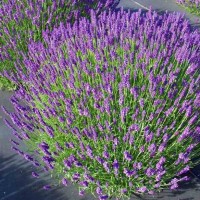 Лаванда вузьколиста "Hidcote"