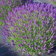 Лаванда вузьколиста "Hidcote"