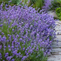 Лаванда вузьколиста "Munstead"