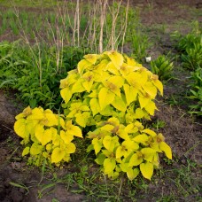 Лофант анісовий "Golden Jubilee" 30 насінин