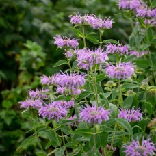Монарда двійчата Lavender