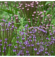 Вербена списовидна мікс синя+рожева 100 насінин