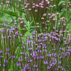 Вербена списовидна мікс синя+рожева 100 насінин