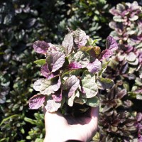 Горлянка "Burgundy Glow"