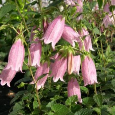 Дзвоник крапчастий / Campanula punctata