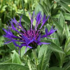 Волошка гірська / Centaurea montana