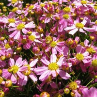 Кореопсис мутовчатий 'American Dream'