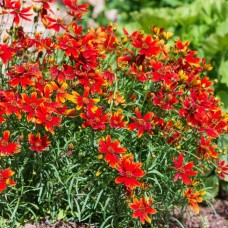 Кореопсис мутовчатий 'Ladybird'