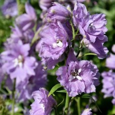 Дельфініум Magic Fountains Lavender