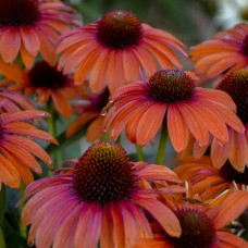 Ехінацея гібридна компактна Soft Orange