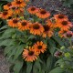 Ехінацея гібридна компактна Soft Orange