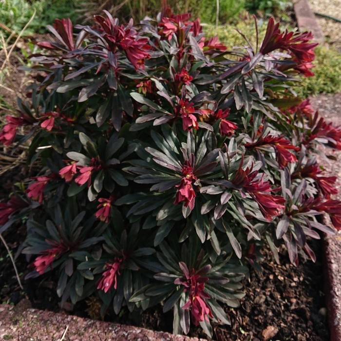 Молочай мигдалелистий "Purpurea" 