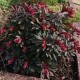 Молочай мигдалелистий "Purpurea" 