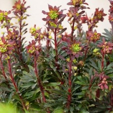 Молочай мигдалелистий "Purpurea" 